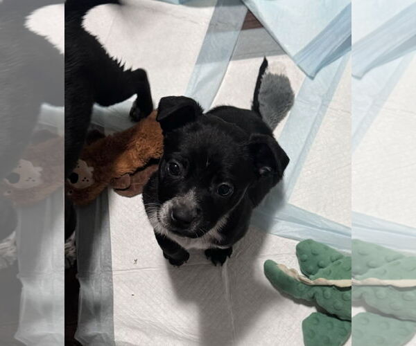 Medium Photo #4 Border Collie-Unknown Mix Puppy For Sale in Columbus, IN, USA