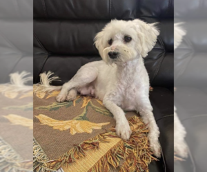 Maltipoo Dogs for adoption in San Diego , CA, USA