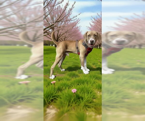 Medium Photo #2 Labrador Retriever Puppy For Sale in Weston, FL, USA