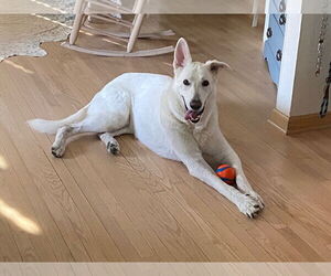 - Mix Dogs for adoption in Hoffman Estates, IL, USA