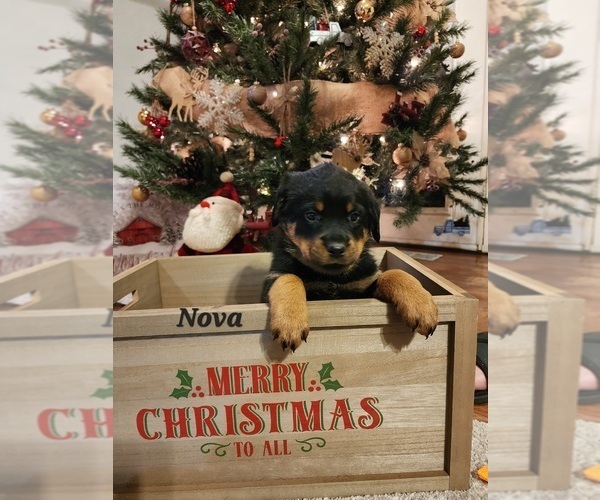 Medium Photo #2 Rottweiler Puppy For Sale in COTTLEVILLE, MO, USA
