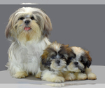 Small Photo #2 Shih Tzu Puppy For Sale in SAN DIEGO, CA, USA