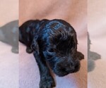 Small Photo #6 Goldendoodle Puppy For Sale in TEMECULA, CA, USA