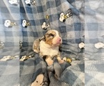 Small #7 Australian Shepherd
