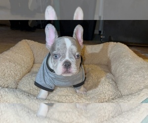 French Bulldog Puppy for sale in PALMDALE, CA, USA
