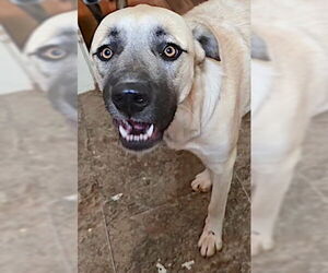 Sheba - Female Anatolian Pyrenees Dog for Adoption - Photo #2