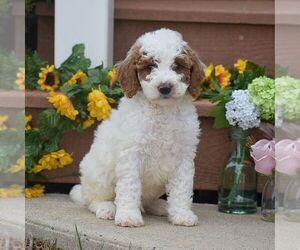 Poodle (Miniature)-Poodle (Standard) Mix Puppy for sale in RONKS, PA, USA