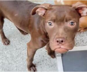 Boxer-Unknown Mix Dogs for adoption in Houston, TX, USA