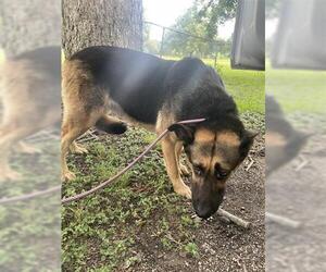German Shepherd Dog Dogs for adoption in Houston, TX, USA