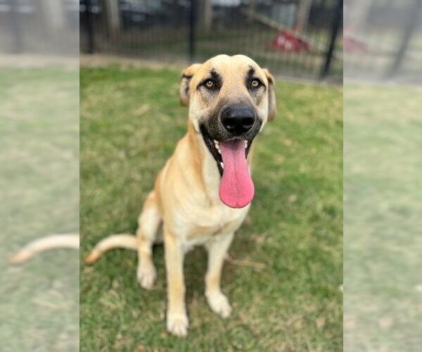 Medium Photo #1 German Shepherd Dog-Unknown Mix Puppy For Sale in Riverside, CA, USA