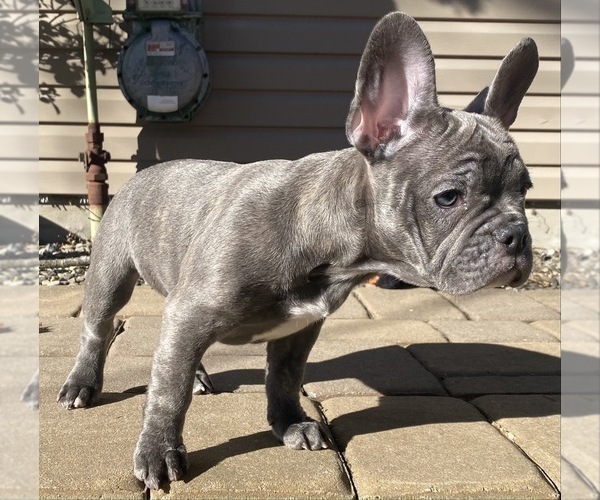 Medium Photo #13 French Bulldog Puppy For Sale in KENDALL PARK, NJ, USA