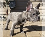 Small Photo #13 French Bulldog Puppy For Sale in KENDALL PARK, NJ, USA