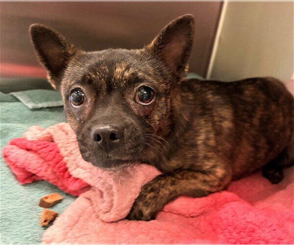 Medium Photo #1 Chihuahua-Unknown Mix Puppy For Sale in Rancho Cucamonga, CA, USA