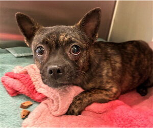 Chihuahua-Unknown Mix Dogs for adoption in Rancho Cucamonga, CA, USA