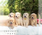 Small #3 Golden Retriever