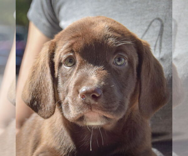 Medium Photo #7 Sheprador Puppy For Sale in Huntley, IL, USA