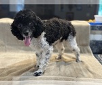 Small Photo #1 Poodle (Toy) Puppy For Sale in LOOGOOTEE, IN, USA