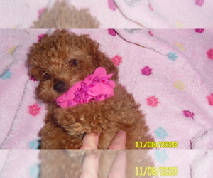 Poodle (Toy) Puppy for sale in DULUTH, GA, USA