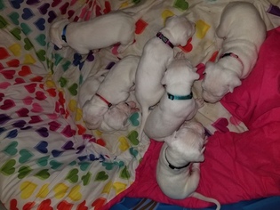Dogo Argentino Puppy for sale in WALDORF, MD, USA