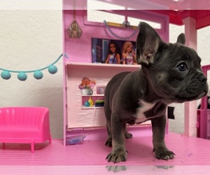French Bulldog Puppy for sale in MORENO VALLEY, CA, USA