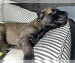 Small Photo #266 Belgian Malinois Puppy For Sale in REESEVILLE, WI, USA
