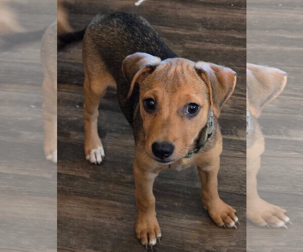 Medium Photo #2 Catahoula Leopard Dog-Unknown Mix Puppy For Sale in New London, WI, USA