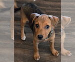 Small Photo #2 Catahoula Leopard Dog-Unknown Mix Puppy For Sale in New London, WI, USA