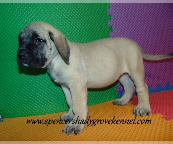 Medium Photo #2 Mastiff Puppy For Sale in CABOOL, MO, USA