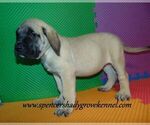 Small #1 Mastiff
