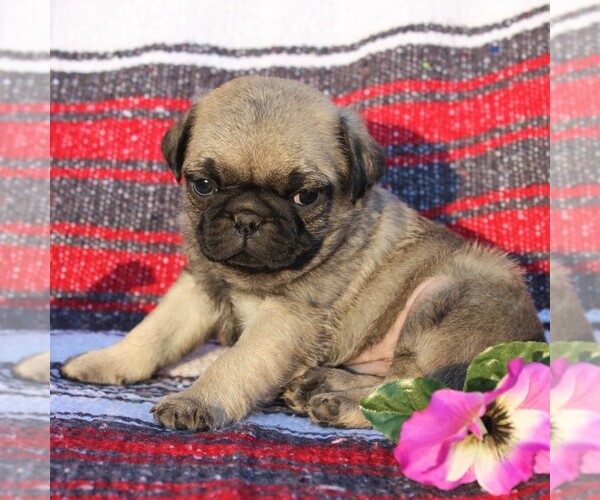 Medium Photo #1 Pug Puppy For Sale in CHARLOTTE HALL, MD, USA