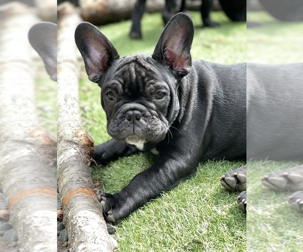 Medium Photo #1 Faux Frenchbo Bulldog-French Bulldog Mix Puppy For Sale in HOODSPORT, WA, USA