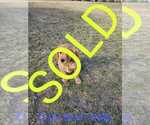 Small Photo #3 Golden Retriever Puppy For Sale in PIPESTONE, MN, USA