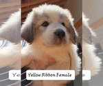 Small #2 Great Pyrenees