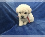 Small Photo #16 Poodle (Toy) Puppy For Sale in SAFFORD, AZ, USA