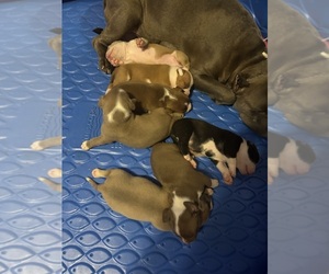 American Bully Puppy for sale in PHILA, PA, USA