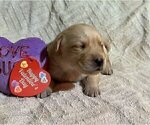 Small Photo #116 Labrador Retriever Puppy For Sale in HIGH POINT, NC, USA