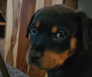 Rottweiler Puppy for sale in OLYMPIA, WA, USA