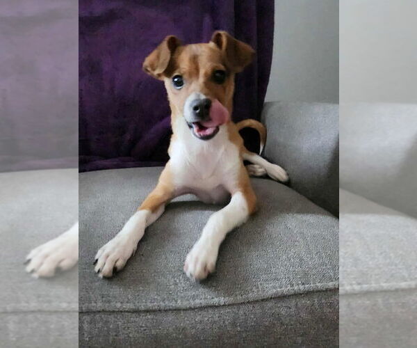 Medium Photo #3 Chihuahua-Unknown Mix Puppy For Sale in Lakewood, CO, USA