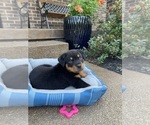 Small Photo #6 Rottweiler Puppy For Sale in NOBLESVILLE, IN, USA