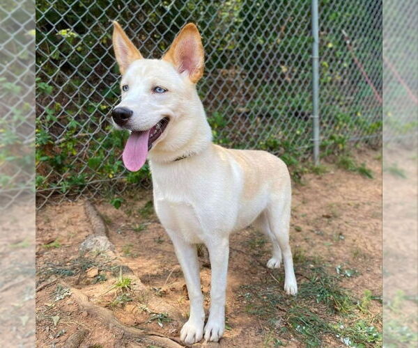 Medium Photo #7 Siberian Husky-Unknown Mix Puppy For Sale in Severn, MD, USA