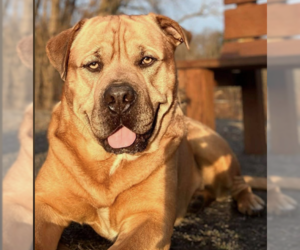 Labrottie Dogs for adoption in Hillsboro, NH, USA