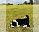 Small Photo #3 Sheepadoodle Puppy For Sale in GROVETON, TX, USA