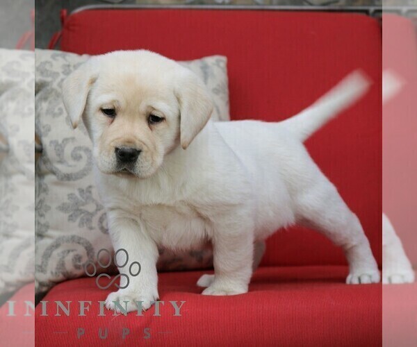 Medium Photo #5 Labrador Retriever Puppy For Sale in GORDONVILLE, PA, USA