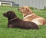 Small #6 Labrador Retriever