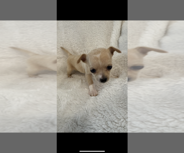 Medium Photo #2 Chihuahua Puppy For Sale in SHERMAN, TX, USA