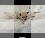 Small #1 Chihuahua
