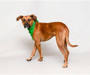 Medium Boxer Mix
