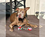 Small #4 American Pit Bull Terrier Mix
