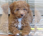 Puppy Cameron Miniature Labradoodle
