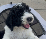 Puppy Sweetie English Cream Golden Retriever-Poodle (Standard) Mix